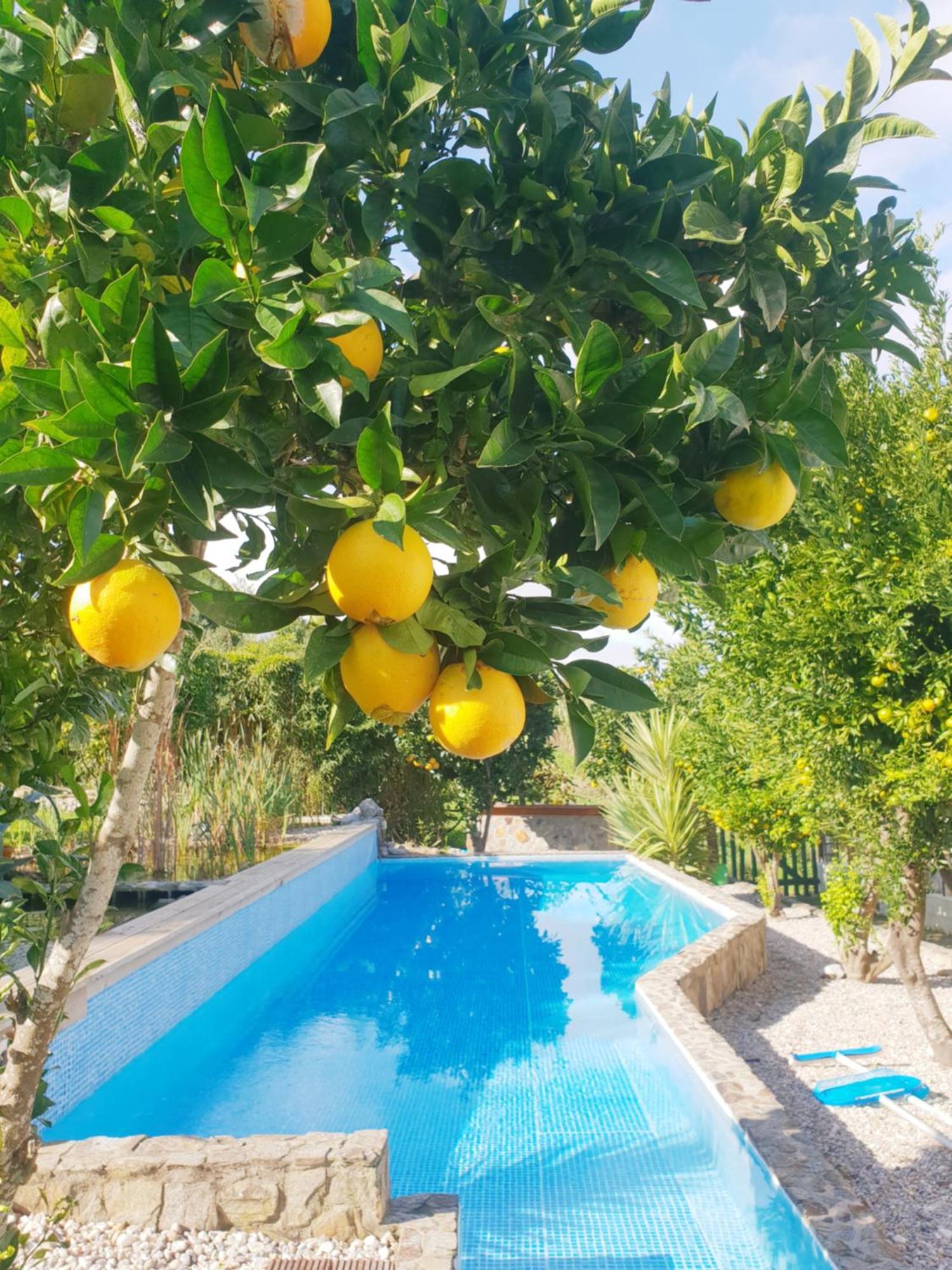 The Far End Surf House - Breakfast Included Eco Surf Villa- 5 Km From Beach Lourinhã Buitenkant foto